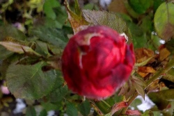 Чудо в Адвент: розы зацвели к торжеству Марии в приходском саду