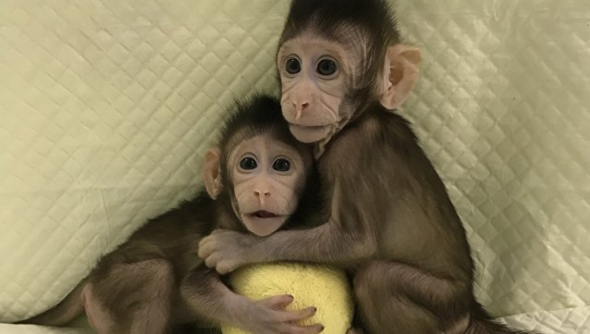 Ватикан о клонировании обезьян в Китае: «Это посягательство на будущее всего человечества»