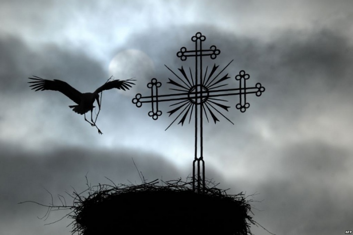 Фотофакт: аист строит гнездо у креста на разрушенном костеле
