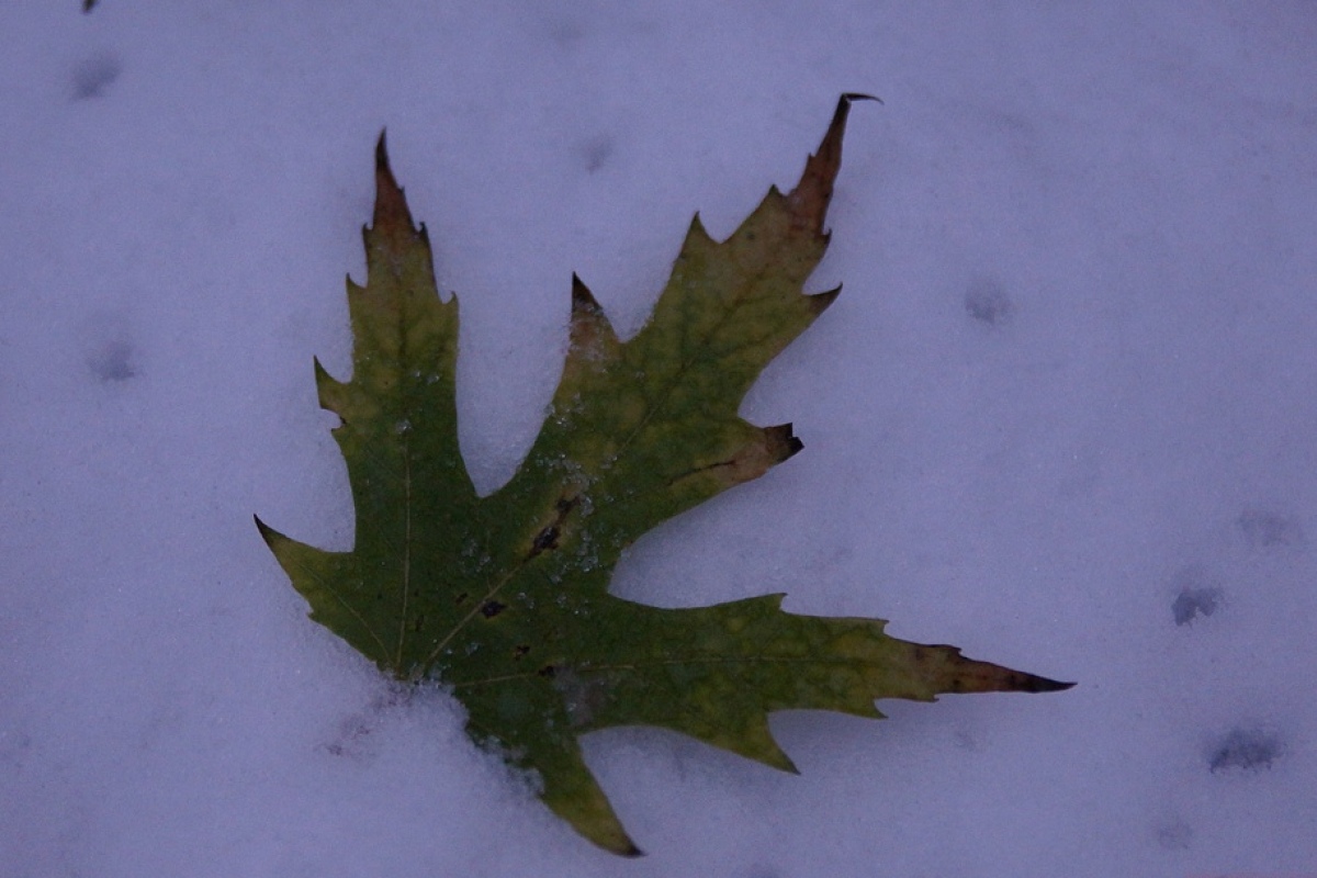 Божьи сюрпризы: метель в октябре - и листья под снегом [ФОТО]