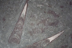 В гродненских костелах нашли моллюсков возрастом 450 млн. лет