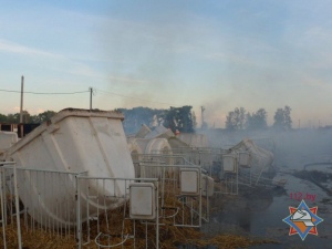 Из-за поджога в Жлобинском районе погибли 26 телят